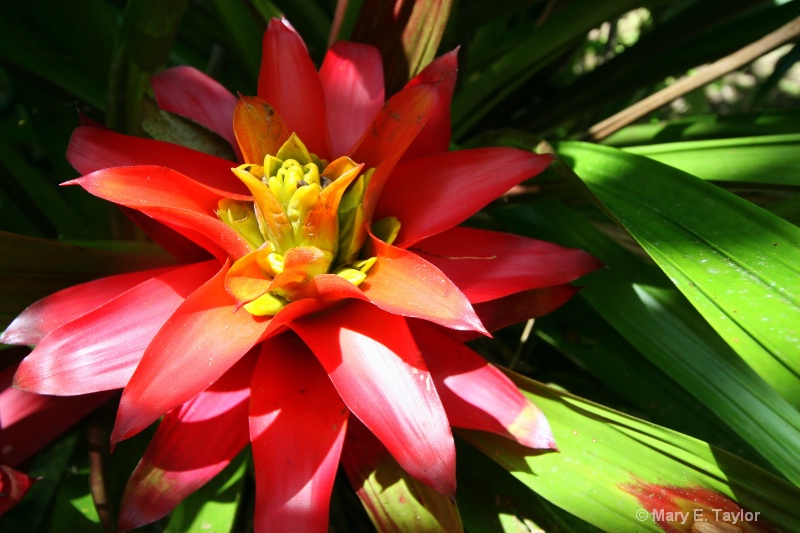 Red Flower - ID: 13745161 © Mary E. Taylor