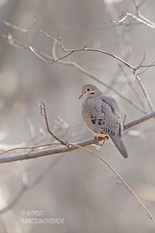 Dove