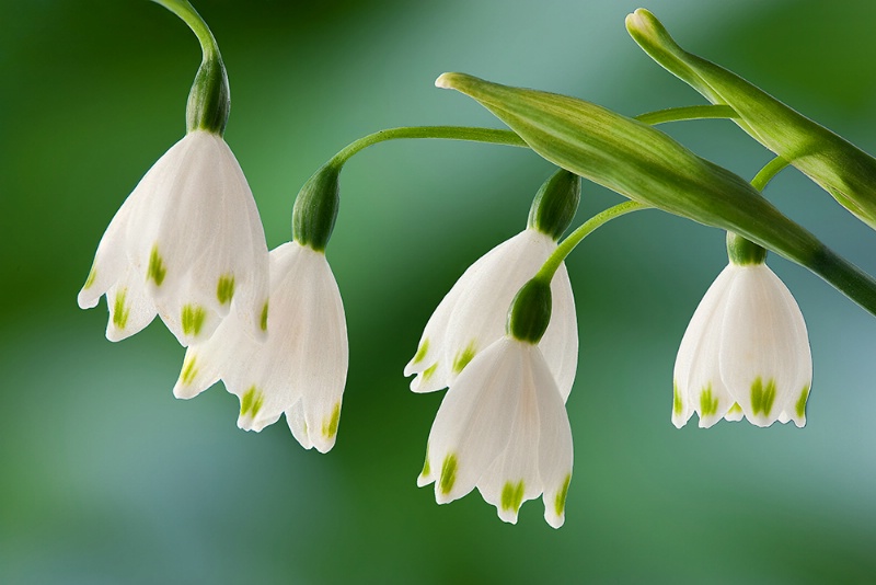 Snow Bells