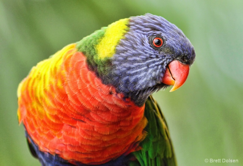 Rainbow Lorikeet