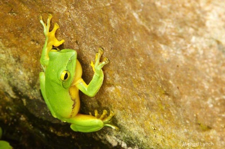 Green Tree Frog of Okinawa, Japan
