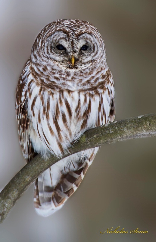 Barred Owl