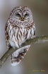 Barred Owl