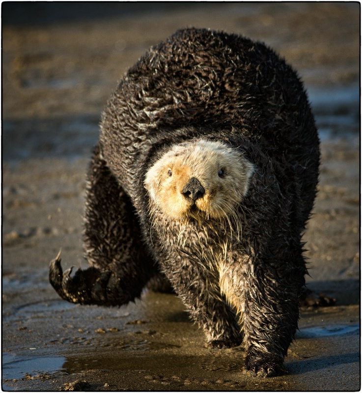Otter Walking