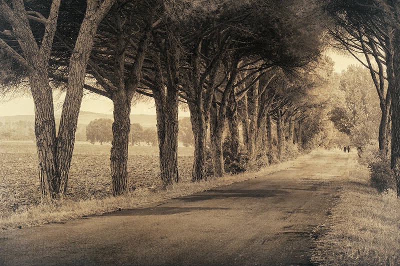 A Road In Tuscany