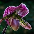 © Carol Flisak PhotoID # 13749162: Lady's Slipper Orchid ~ Longwood Gardens