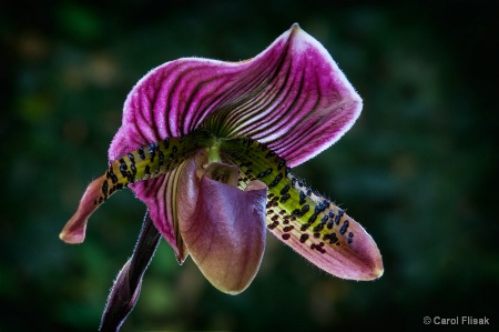 Lady's Slipper Orchid ~ Longwood Gardens