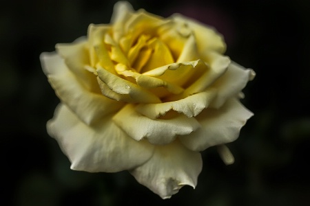 Yellow Rose Romance