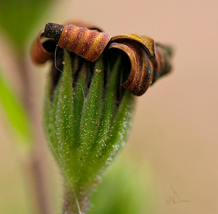 After The Bloom