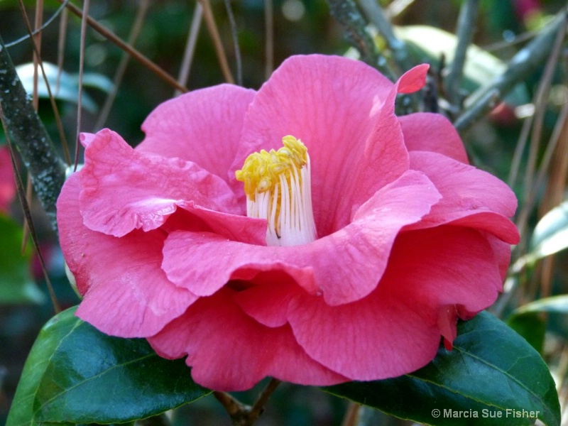 Pink Camellia 