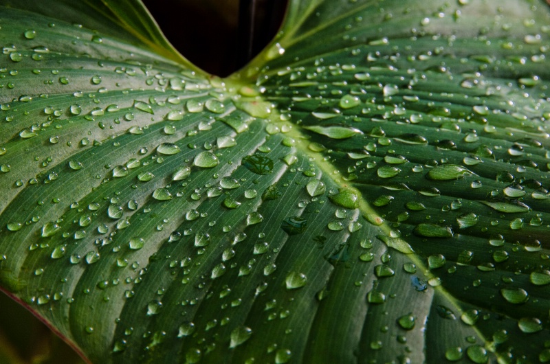 Water Drops