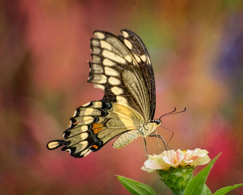 In the Flower Garden