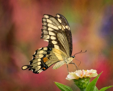 In the Flower Garden