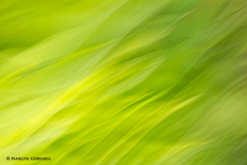 Palms in Flames - ID: 13751778 © Marilyn Cornwell