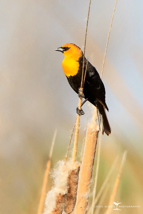 Yellow-headed Blackbird - ID: 13751813 © Leslie J. Morris