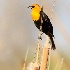 © Leslie J. Morris PhotoID # 13751813: Yellow-headed Blackbird