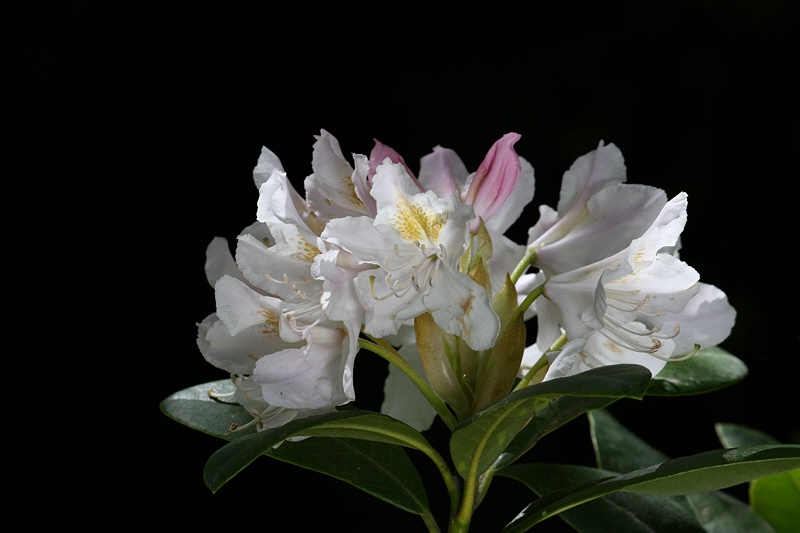 White rhododendron flowers over black background