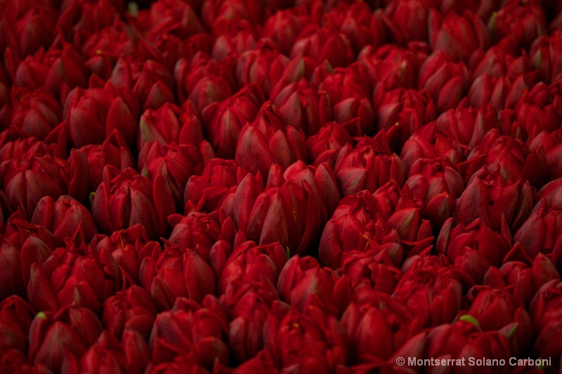 Tulips like roses