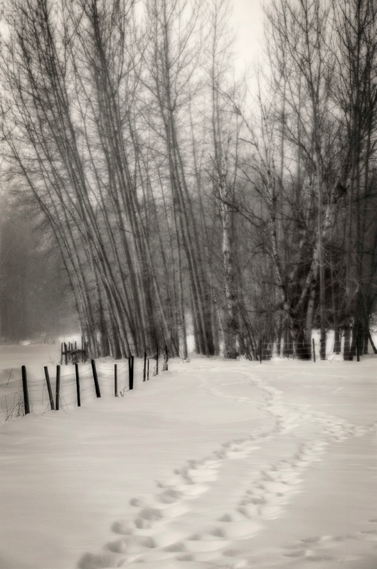 Snowy Pathway