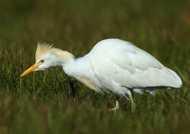 Dattle Egret Searching