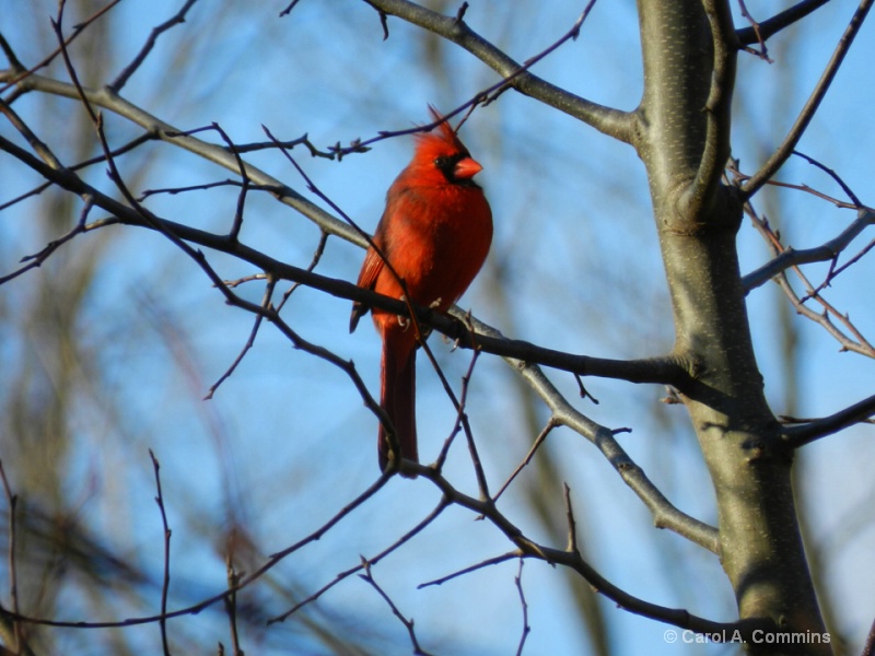 Cardinal 1