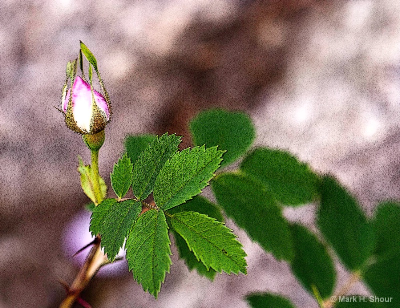 Wild Mountain Rose Bud - Posterized