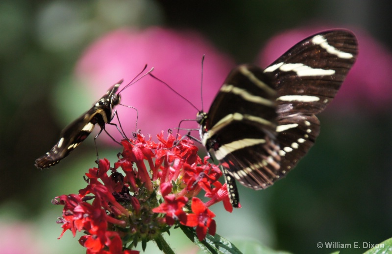 Zebra Longwing Couple Dining Out