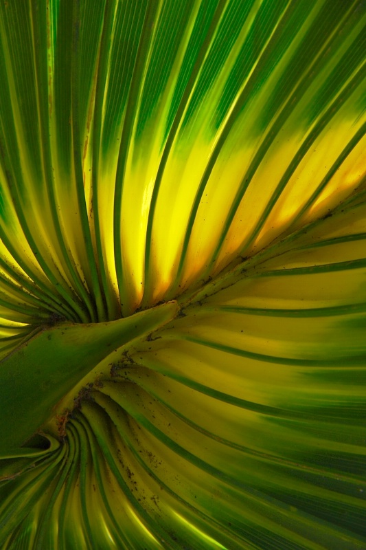 Palm Frond