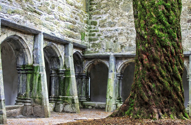 Muckross Friary Courtyard With Yew Tree