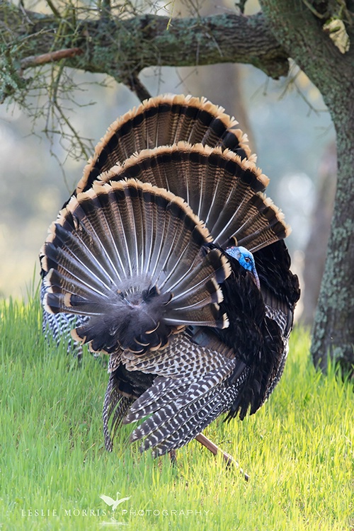 Turkey Promenade - ID: 13756309 © Leslie J. Morris