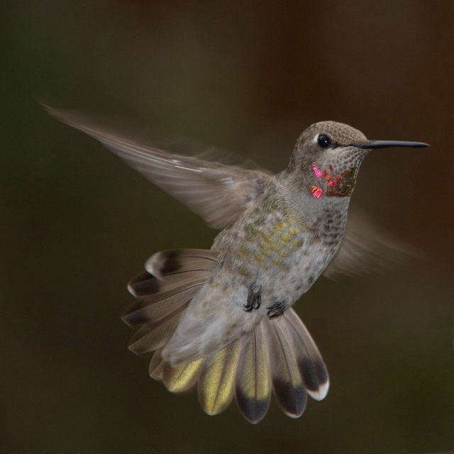 Hummingbird - ID: 13756608 © cari martin
