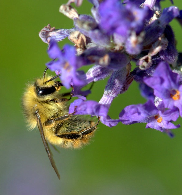 Golden Bumble Bee - ID: 13757339 © cari martin