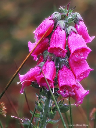 Bell Flowers In The Rain