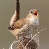 © Leslie J. Morris PhotoID # 13757526: Marsh Wren marking its Territory