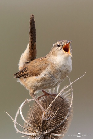 Marsh Wren marking its Territory