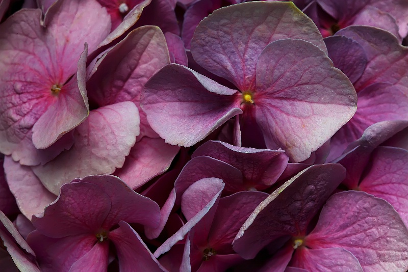 Hydrangeas in Pink and Violet