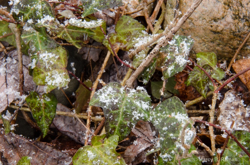 Snow Crystals on Ivy