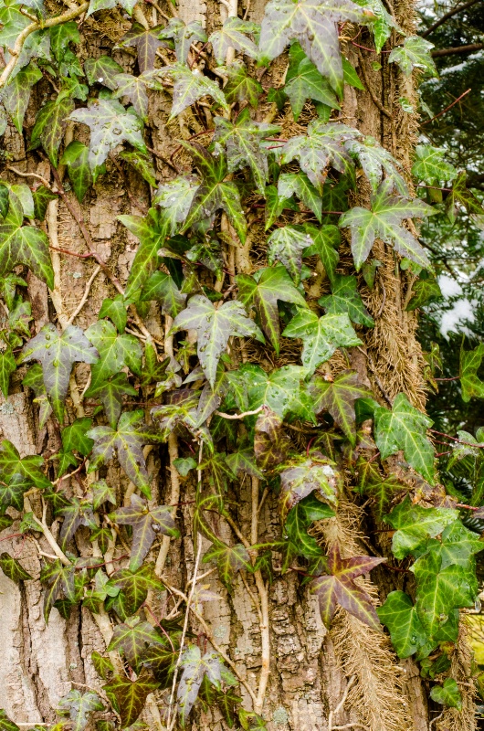 Tree Trunk with Ivy - Enhanced