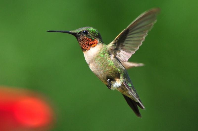 Ruby-throated hummingbird