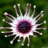 © Elliot Barnathan PhotoID# 13759672: Longwood Gardens 4