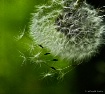 WIND~  MT