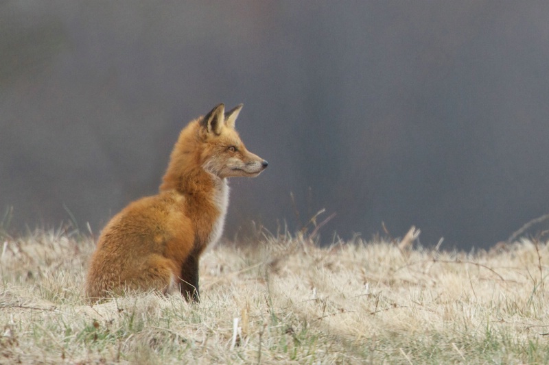 My Friend the Fox - ID: 13762110 © Kitty R. Kono