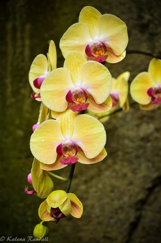 Yellow Orchids