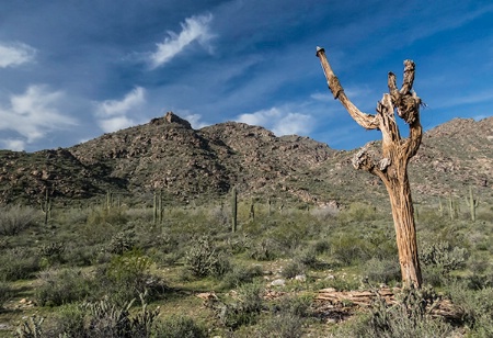 Saguaro Skeleton Landscape