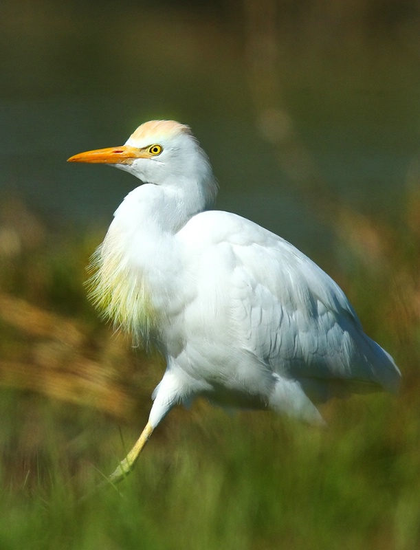 Cattle Egret Running