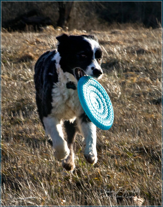 Dancing with a Blue Frisbee