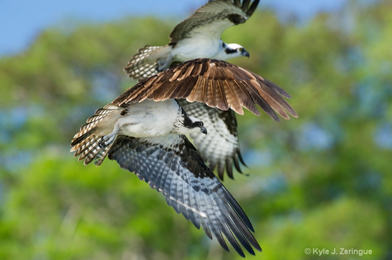 Osprey Pair in Flight - ID: 13763713 © Kyle Zeringue