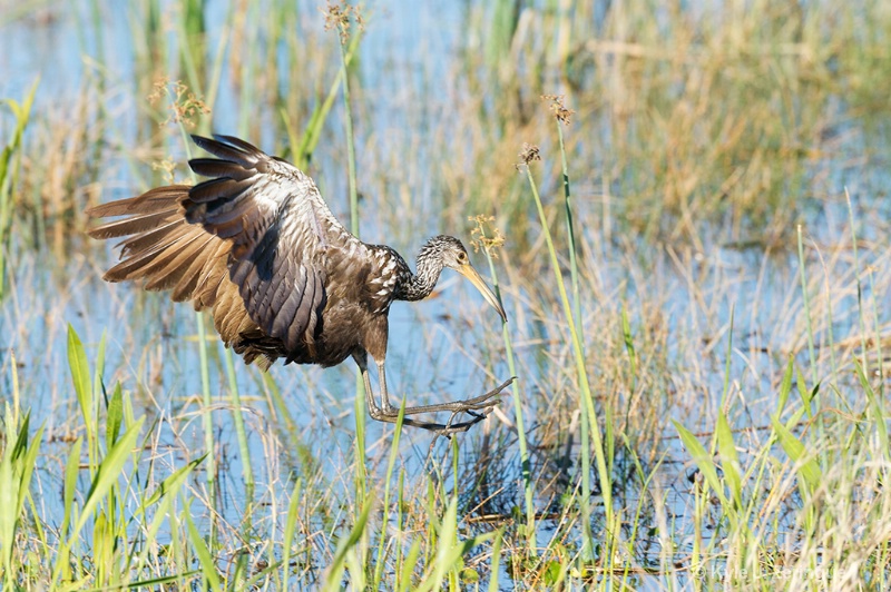 Limpkin - ID: 13763964 © Kyle Zeringue