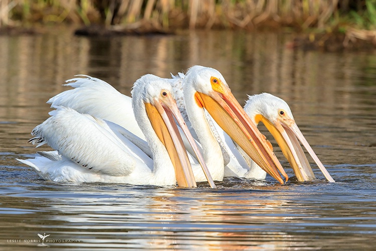 American White Pelicans - ID: 13764043 © Leslie J. Morris