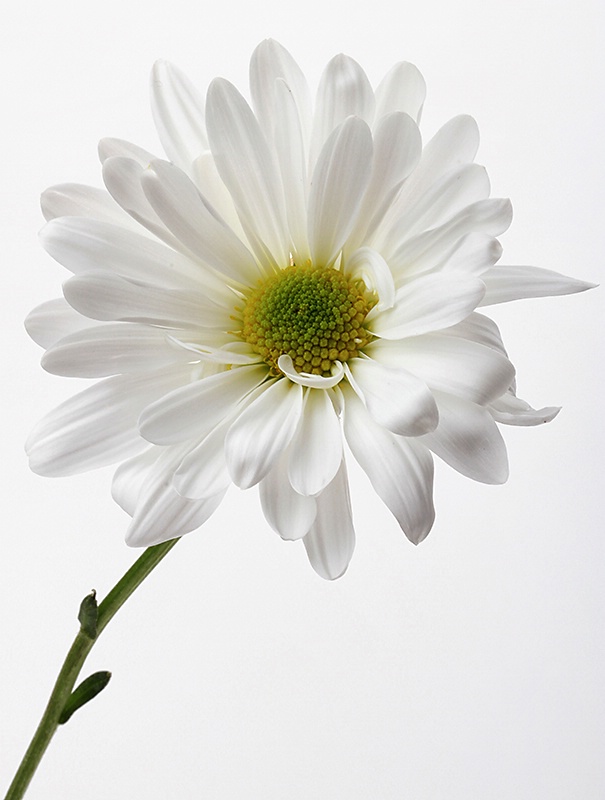 White Daisy